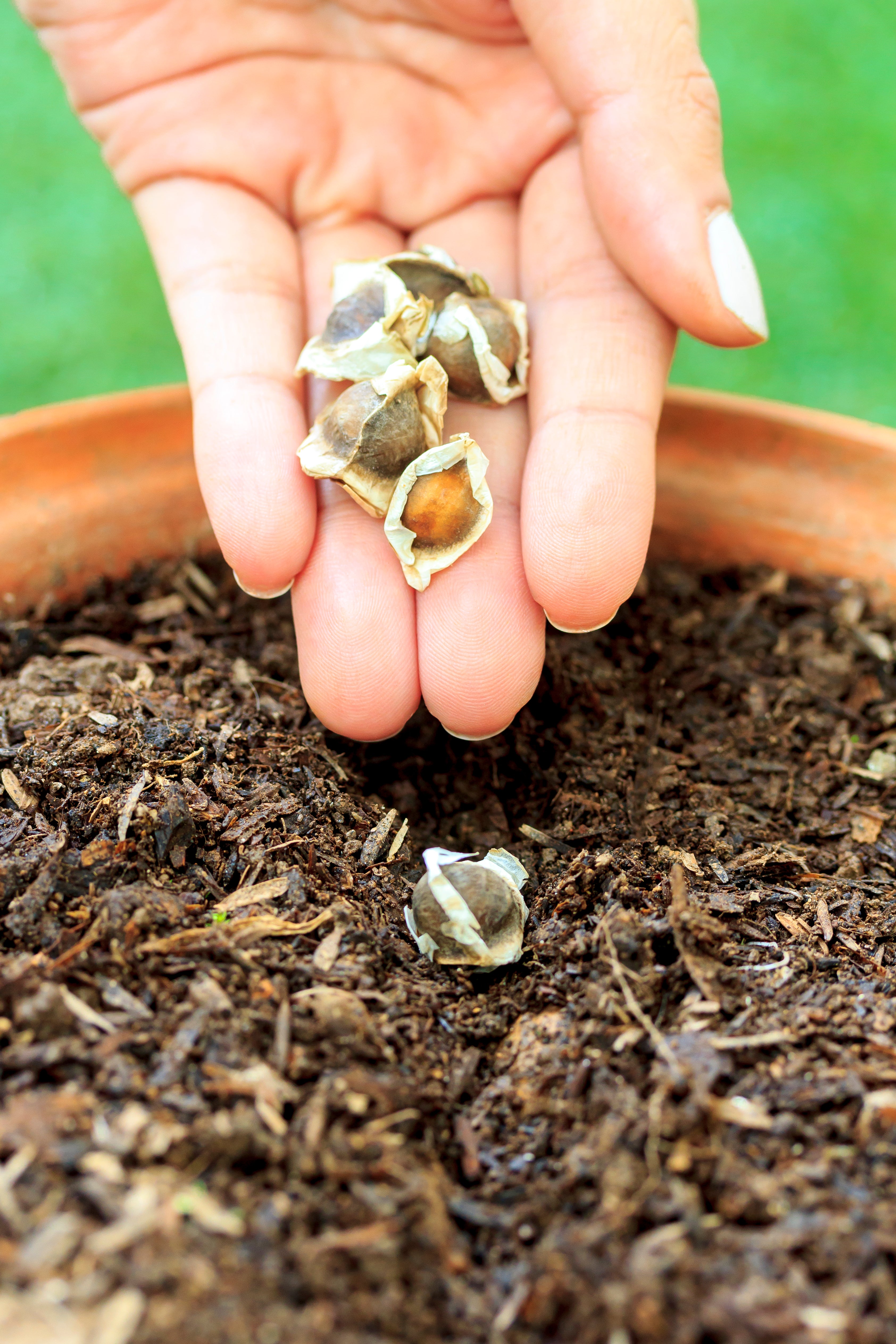 Moringa Oleifera Dried Seeds